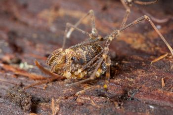 Media type: image;   Invertebrate Zoology 49771